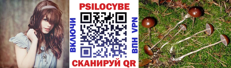 Псилоцибиновые грибы Psilocybe Купить Клинцы